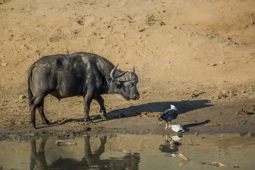 南非克鲁格公园里的非洲水牛和非洲鱼鹰一种是海牛和海鳗南非克鲁格公园的非洲水牛和非洲鱼鹰图片