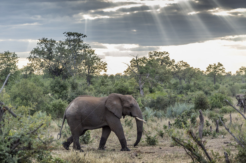 在非洲南部的Kruge公园非洲灌木大象在阴云的气候下丛林中行走非洲大象的家庭图片