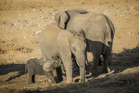 非洲灌木大象在南部非洲的Kruge公园吸奶母亲非洲大象的Africanloxtafricn家庭图片