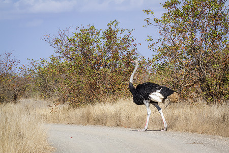 南部非洲公园的鸵鸟背景图片