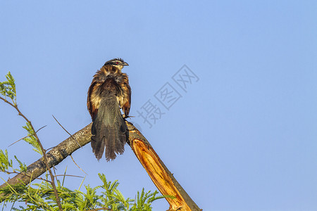 南非克鲁格公园中的褐翅鸦鹃图片