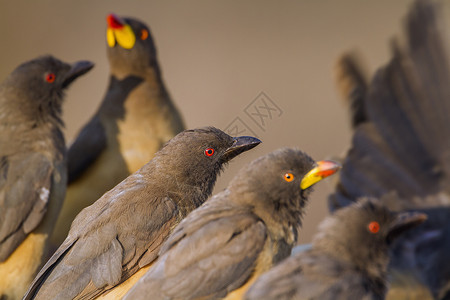 南非洲红嘴牛椋鸟图片