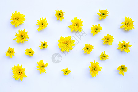 黄色花朵的成分白底菊花图片