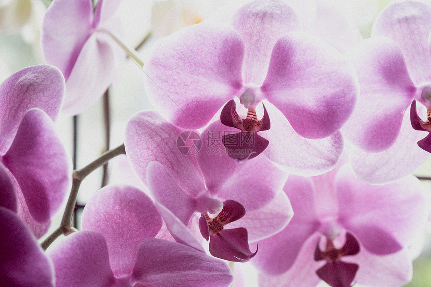 紫色的花朵卉背景图片