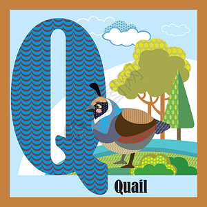 卡通矢量动物鹌鹑英文字母Q装饰性的高清图片素材