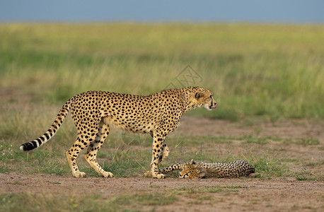 非洲母亲和婴儿豹马赛拉预备队高清图片