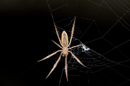 直径拉里尼亚是一种有机织物蜘蛛种亚麻风蜘蛛松树玛哈拉施特印地安那图片