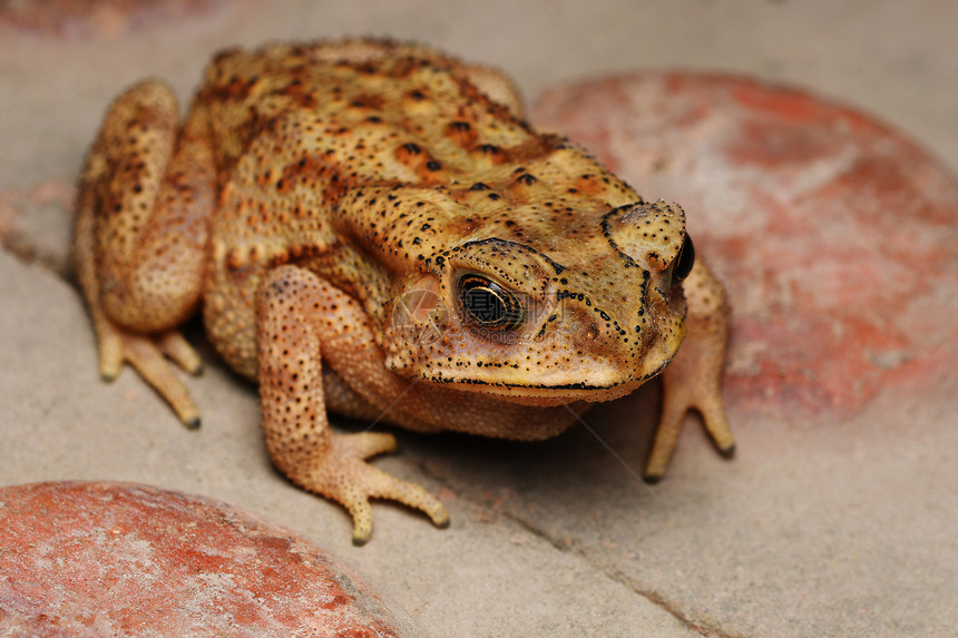 金色双眼的顶端角甲苯丙胺的梅拉诺限制印地安的普通青蛙分布遍及全印地安那图片