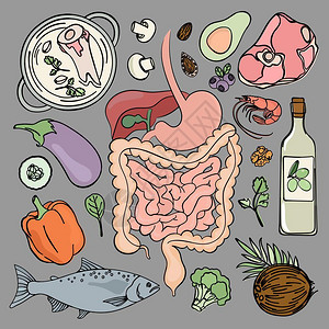 人类食物和消化系统插画图片