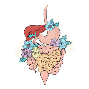 消化系统插画图片