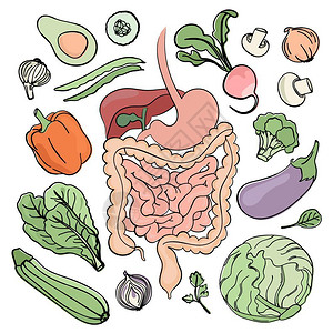 油淋茄子人类食物和消化系统插画插画