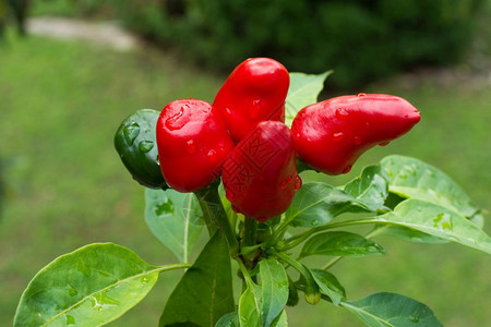 植物上和园圃有新鲜的辣椒图片