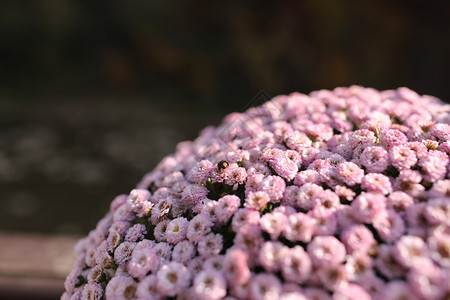 粉红色冬季菊花有文字空间的花朵园菊有文字空间的花朵图片