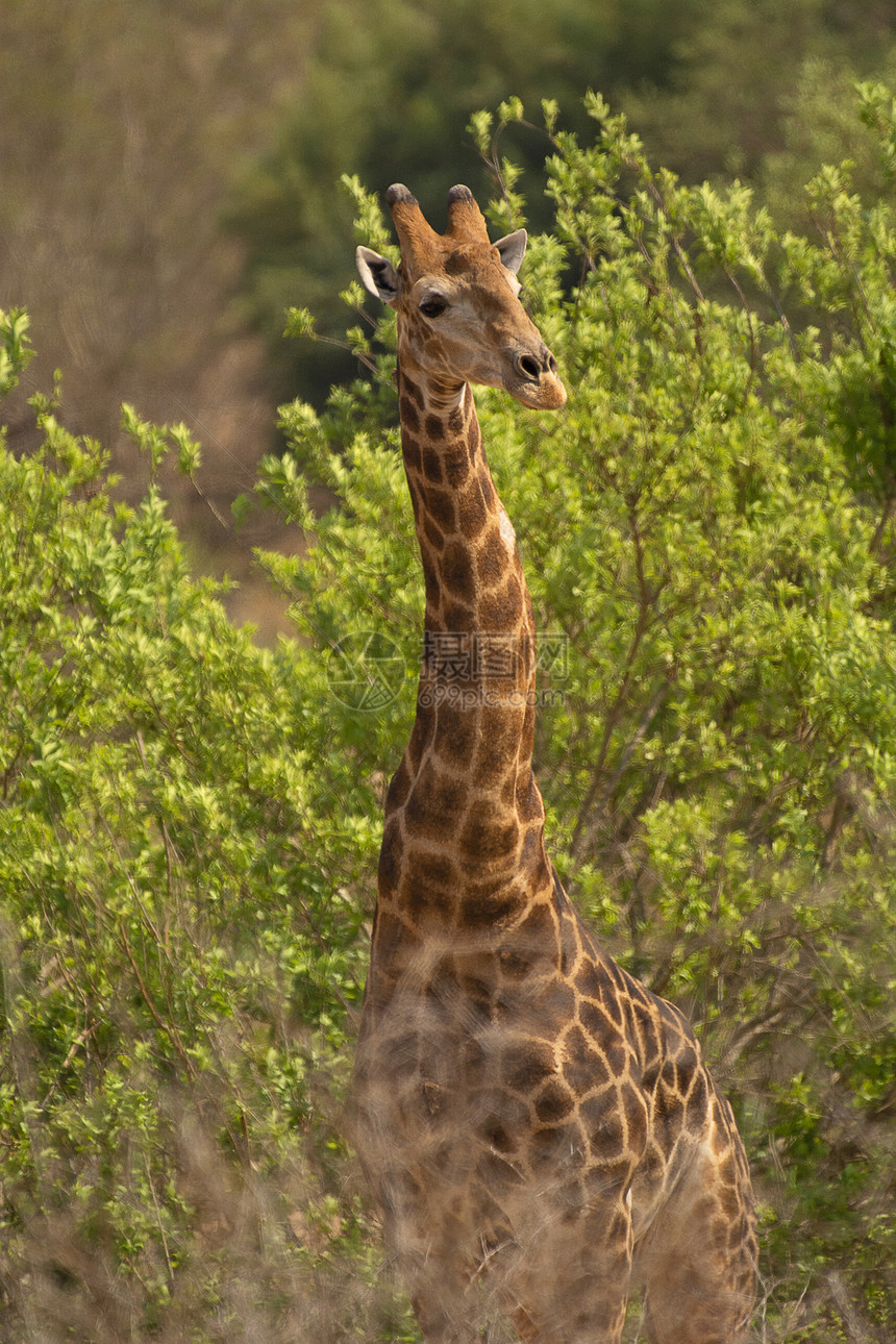 长颈鹿角公园非洲南部图片