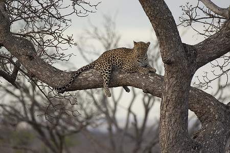 美洲豹克鲁杰公园非洲南部高清图片