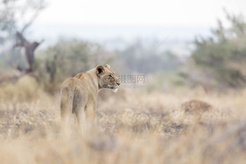 非洲狮子站在南部Kruge公园的热带草原上非洲南部Kruge公园的非洲狮子Felida的PnthrLo家族图片