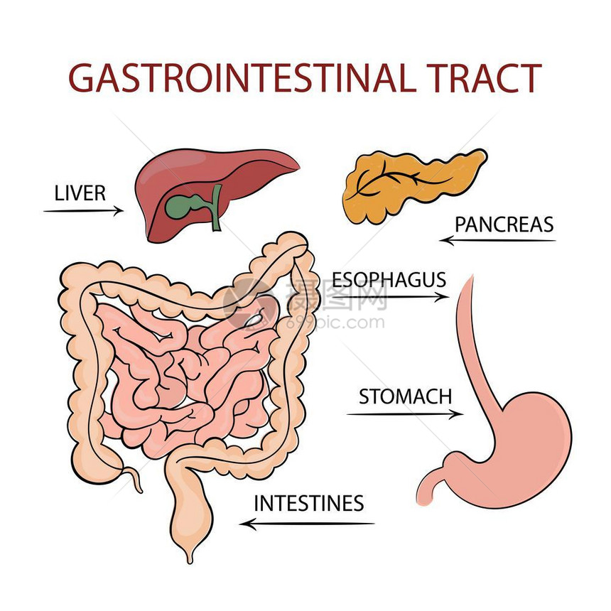 消化系统肝脏胰腺插画图片