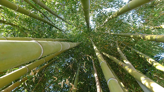 竹林天然绿色背景背景图片