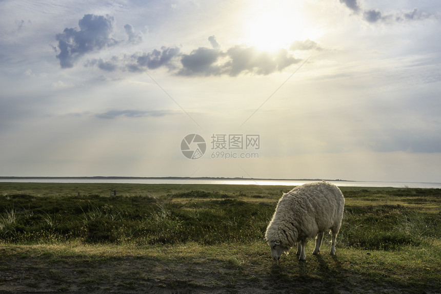 羊毛绵在绿色草地上自由放牧在日出时锡尔特岛德意志群上在草原放牧自然保护区内没有家畜图片