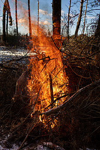 烧火森林森林树枝图片