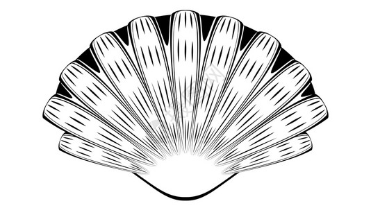 黑白线条装饰贝壳古老风格插图图片