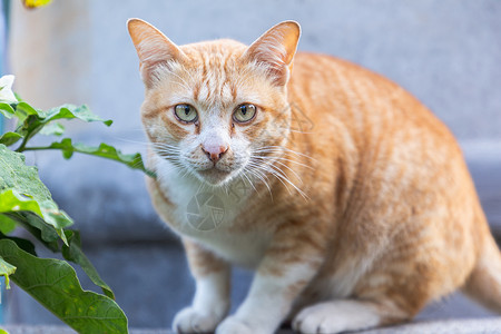 可爱的橘猫在看镜头图片