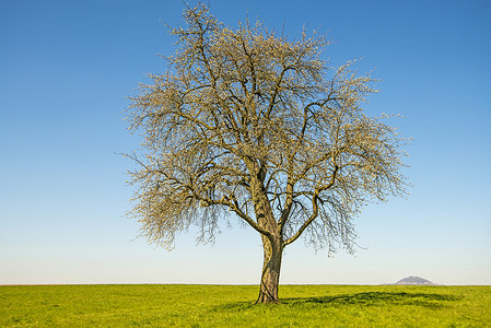 一棵梨树的花朵蓝天空和德国山丘荷斯塔芬背景图片