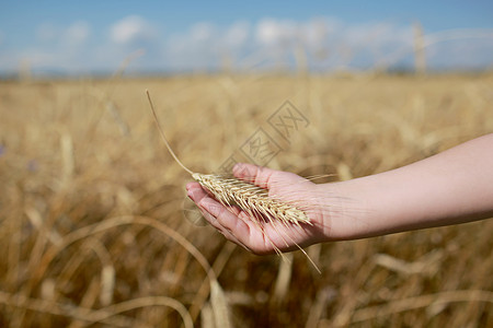 childsanolsaprogletfikeonthfildnfroud农业丰收水平照片小麦田和天空的背景背景