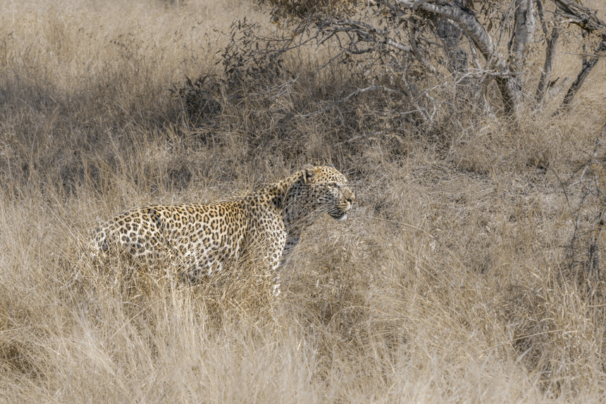 南非洲Kruge公园的热带草原狩猎豹非洲南部Kruge公园的felida的SpciPanthrpdus家庭图片