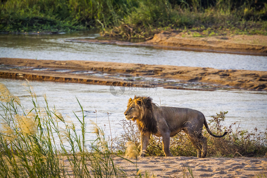 非洲狮子在南部的Kruge公园的河岸上行走非洲南部的felida的SptiPanhrlo家庭图片