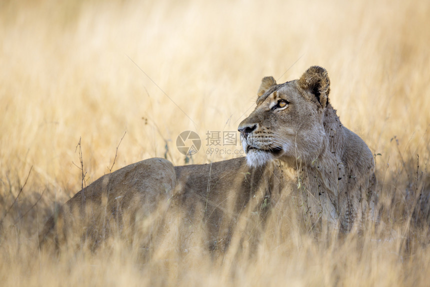 非洲狮子躺在南部Kruge公园的草原上Felida的SpciPanthrlo家庭图片
