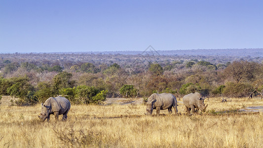 学犀牛网素材三只南方白犀牛在南非克鲁格公园的草原上吃草角鼻犀科角鼻犀科南非克鲁格公园的南白犀牛背景