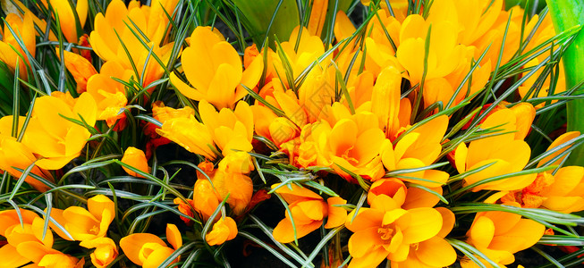 花床上的黄朵明亮春天背景宽广的照片图片