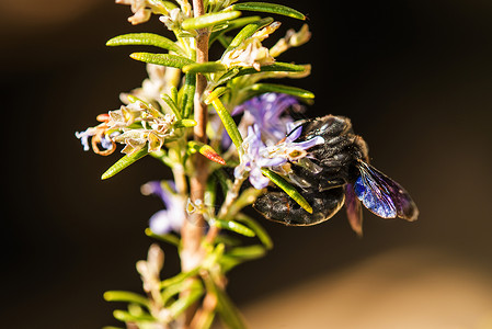 紫色木蜂在迷迭香上图片