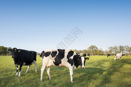 在阿姆斯福特附近草原上的奶牛图片
