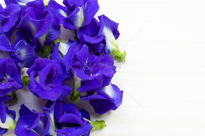 白木背景上的蝴蝶豆或蓝豌花图片