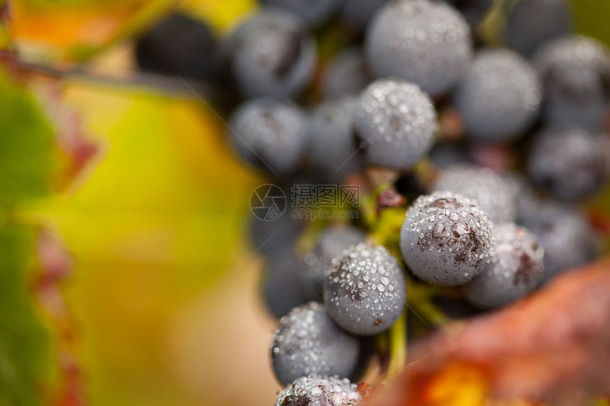 红葡萄成熟的酒和雾滴在葡萄树上准备收割图片