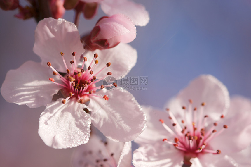 明春的粉红色树花和露水滴田野深处图片