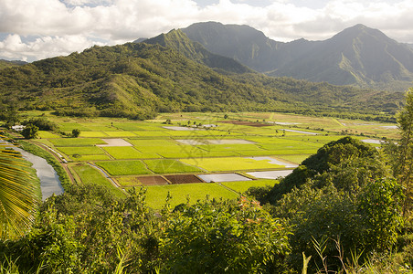 哈瓦伊省Kaui的哈纳莱河谷和塔罗田高清图片