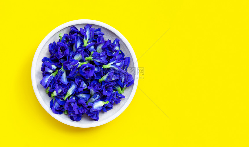 黄色背景的蝴蝶豆或蓝花图片