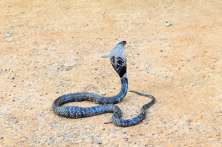 王眼镜蛇在沙滩上野兽和危险动物背景图片
