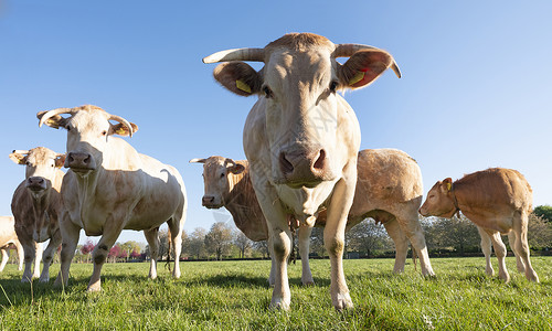 伍兹月金发d在明蓝的天空下新鲜绿春草原上养牛背景