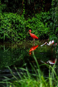 在池塘中狩猎的粉红火烈鸟在城市环境的绿洲火烈鸟图片