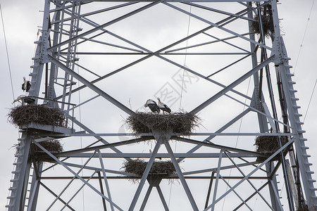 灰色天空下电流柱状的巢图片