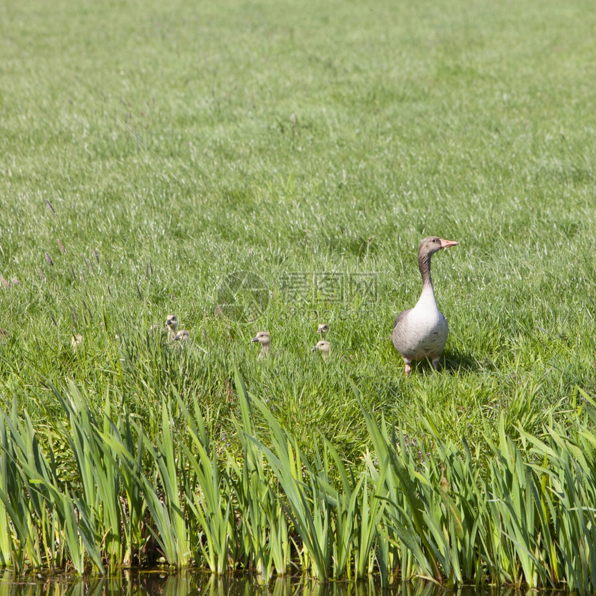 在阳光明媚的春日绿草地上母鹅和孩子图片