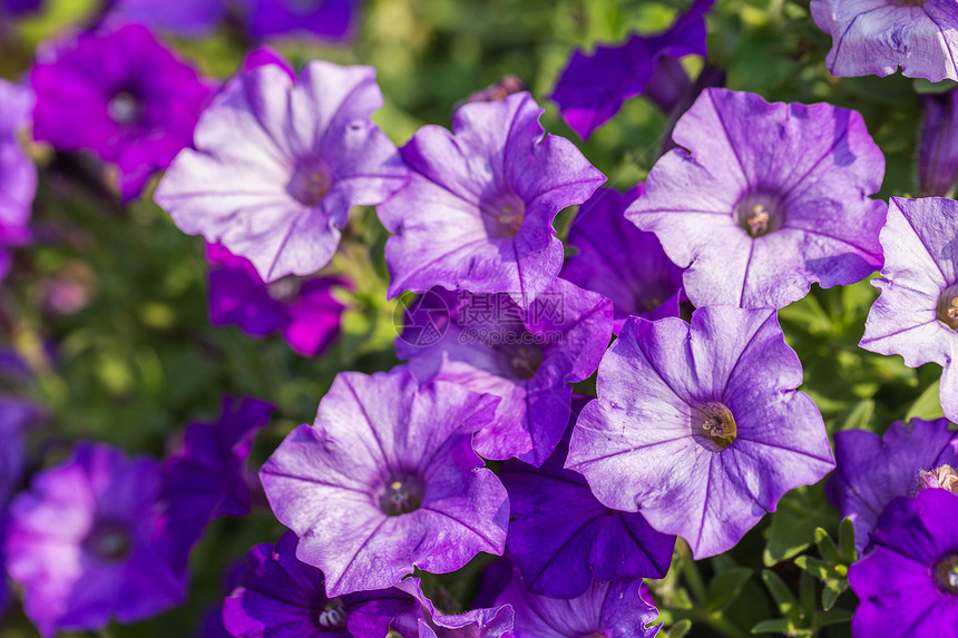 在阳光明媚的夏日或春花园里朵用于装饰和农业设计紫花朵图片