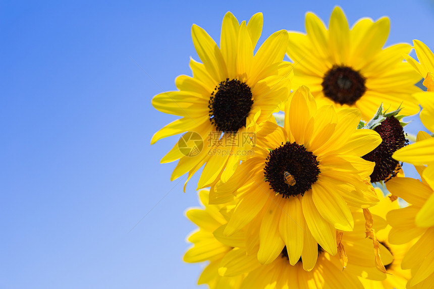 在阳光明媚的夏日或春花园里放向日葵用于装饰和农业设计黄色花朵图片