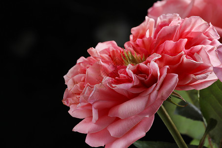 粉红玫瑰花在模糊的深绿色叶背景上选择焦点图片