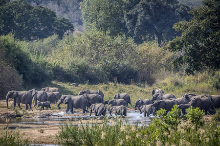 非洲灌木大象群在非洲南部的Kruge公园渡河非洲大象的家庭图片
