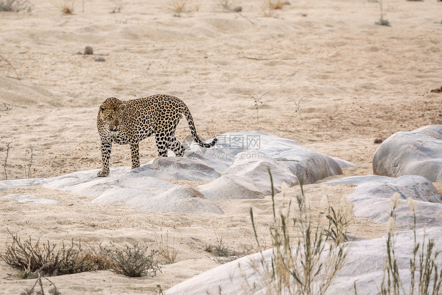 位于非洲南部Kruge公园的河岸岩石上豹子位于非洲南部Kruge公园的felida的SpciPanthrpdus家庭图片